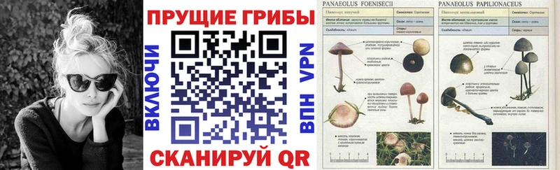 дарнет шоп  Завитинск  Галлюциногенные грибы Psilocybine cubensis 